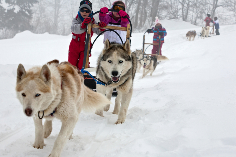 Classe de découverte Chiens de traineaux Isère Drôme 
