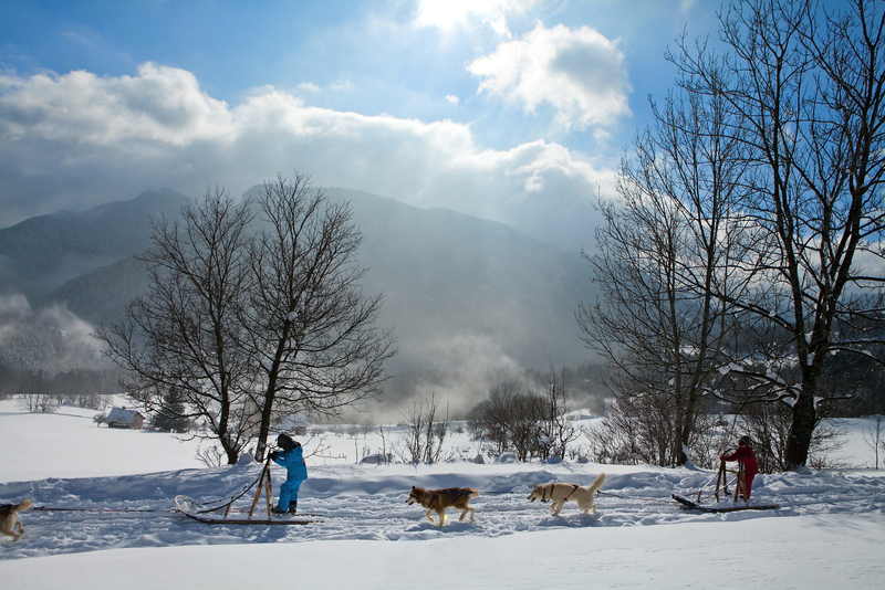 Chiens de traineaux Isère Drôme