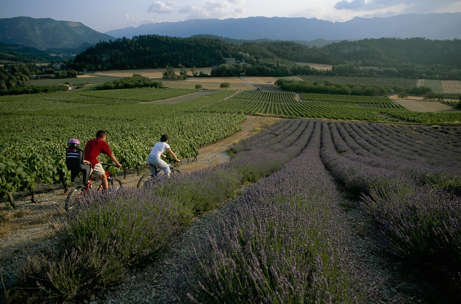 VTT entre vignes et lavande