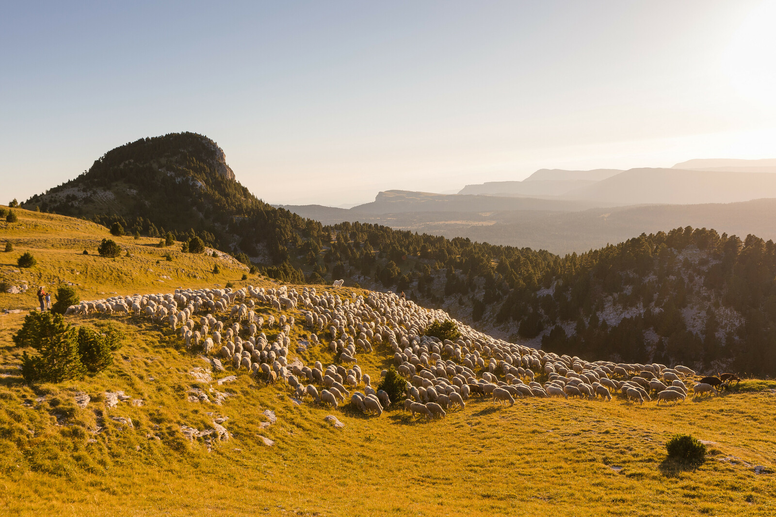 Troupeau de mouton en estive sur les hauts plateaux du Vercors